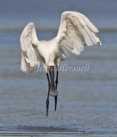 Royal-Spponbill-takeoff-4761
