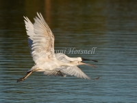 Royal Spoonbill  - Platalea regia 5725