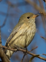 Rufous Whistler - Pachycephala rufiventris 2116