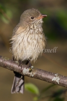 Rufous Whistler - Pachycephala rufiventris 2508