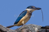 Sacred Kingfisher - Todiramphus sanctus 7602