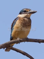 Sacred Kingfisher - Todiramphus sanctus 7613