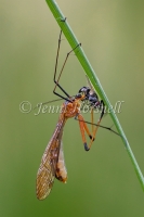Scorpionfly - Harpobittacus tillyardi 1896