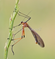 Scorpionfly - Harpobittacus tillyardi 0143