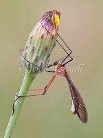Scorpionfly - Harpobittacus tillyardi 0196
