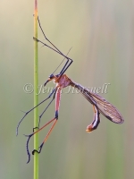 Scorpionfly - Harpobittacus tillyardi 1013