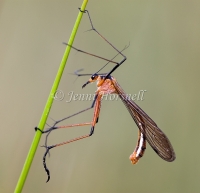 Scorpionfly - Harpobittacus tillyardi 1331