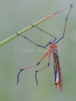 Scorpionfly - Harpobittacus tillyardi 2143