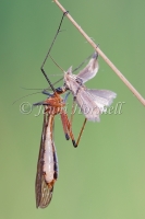 Scorpionfly - Harpobittacus tillyardi 5829