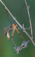 Scorpionfly - Harpobittacus tillyardi 1616