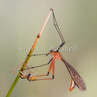 Scorpionfly - Harpobittacus tillyardi