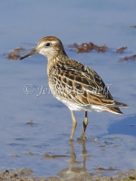 Sharp-tailed Sandpiper - Calidris acuminata