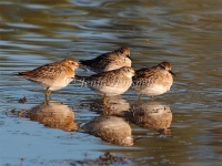 Sharp-tailed Sandpiper 2 - Calidris acuminata