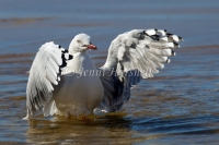 Silver Gull - Larus novaehollandiae 1372