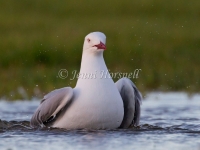Silver Gull - Larus novaehollandiae 3515
