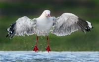 Silver Gull - Larus novaehollandiae 3516