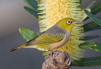 Silvereye - Zosterops lateralis 1780