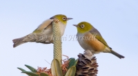 Silvereye - Zosterops lateralis 1793