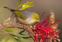Silvereye - Zosterops lateralis 1817