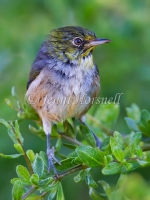 Silvereye - Zosterops lateralis 2132
