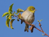 Silvereye - Zosterops lateralis 2180