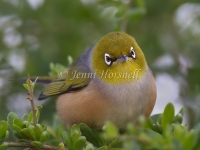 Silvereye - Zosterops lateralis 2582