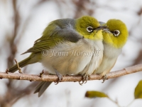 Silvereye - Zosterops lateralis 2607