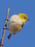 Silvereye - Zosterops lateralis 2834
