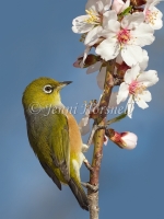 Silvereye - Zosterops lateralis 3107