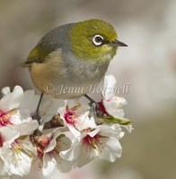 Silvereye - Zosterops lateralis 3530