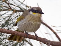 Singing Honeyeater - Lichenostomus virescens 3607