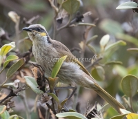 Singing Honeyeater - Lichenostomus virescens 4761
