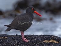 Sooty Oystercatcher - Haematopus fuliginosus 0562