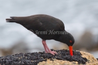 Sooty Oystercatcher - Haematopus fuliginosus 0580