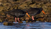 Sooty Oystercatcher - Haematopus fuliginosus 3313