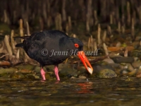 Sooty Oystercatcher - Haematopus fuliginosus 3701