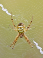 Andrews_Cross_Spider