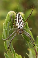 Araneus_bradleyi