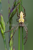 Araneus_bradleyi_3