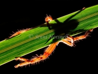Backlit_Huntsman