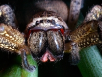 Badge_Huntsman-Closeup