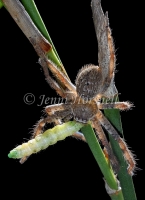 Badge_Huntsman_with_caterpillar
