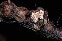 Bird_Dung_Spider__Egg_sacs