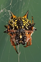 Christmas_Spider
