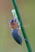 Clubiona_sp