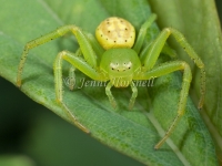 Crab_Spider