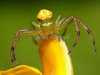 Crab_Spider_4