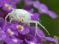 Crab_Spider_5