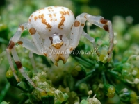 Crab_Spider_6