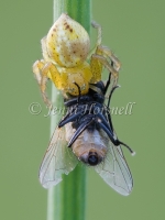 Crab_Spider_with_Fly